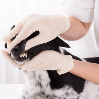 Ветеринар-стоматолог о кариесе, стоматите