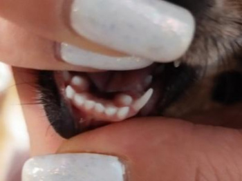 Нужно ли удалять молочные зубы собаке? 