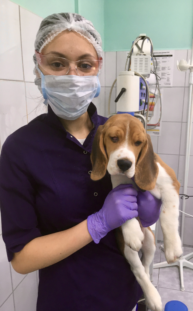 Подготовка офтальмологического пациента в ветеринарной клинике