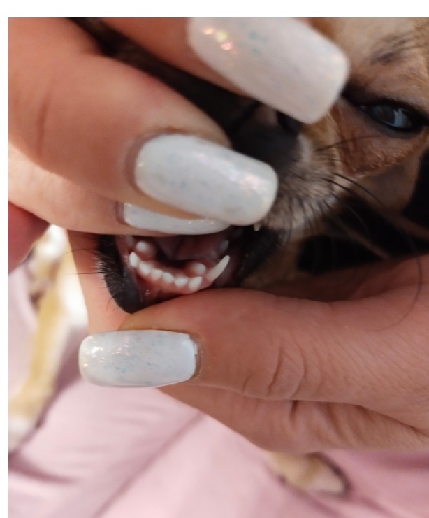 молочные зубы у щенка