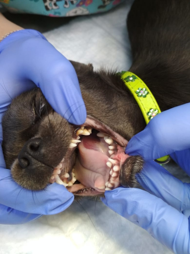 стоматология для животных.jpg