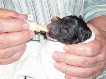 Уход и вскармливание новорожденных щенков сирот