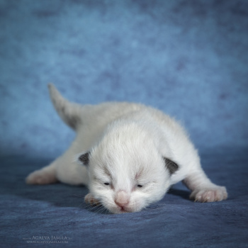 Что такое Синдром угасания новорожденных котят? Техника ведения тяжелых неонатов. 