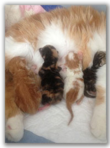 Абсцесс роговицы у беременной кошки