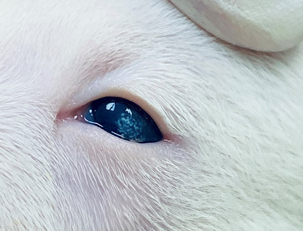 Язвенный кератит у щенка при офтальмии новорожденных