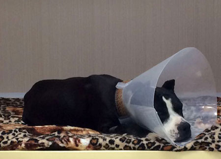 Собака после операции пиелонефрит