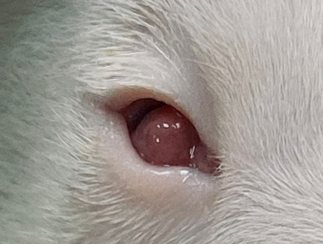 Прободная язва роговицы и пролапс радужной оболочки у щенка с офтальмией новорожденных 