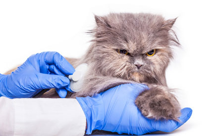 Что такое овариогистерэктомия кошки