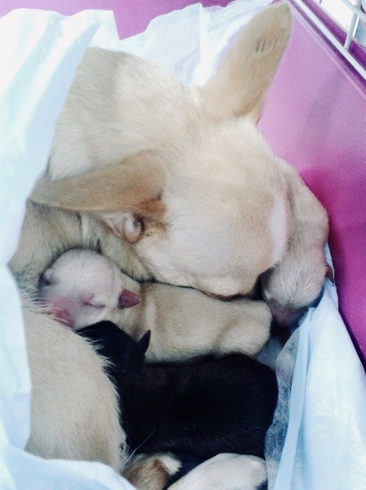 Новорожденные щенки чихуа-хуа с матерью после кесарева сечения в ветклинике Василек
