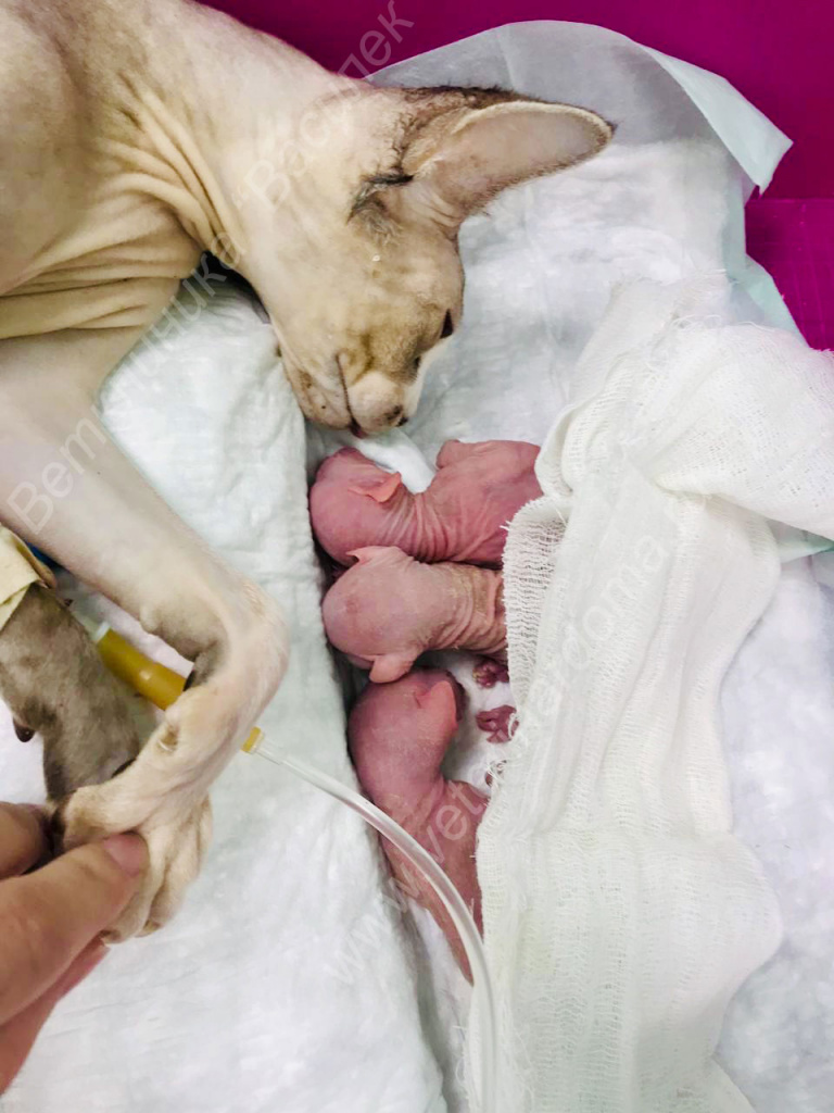 Кошка породы сфинкс с новорожденными котятами