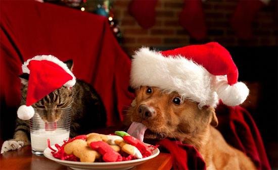 xmas-cat-christmas-pet.jpg