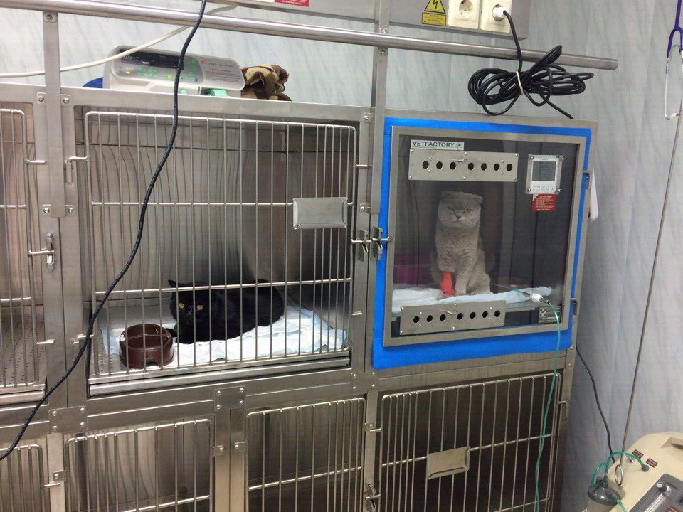 кислородный бокс для собак и кошек в условиях стационара