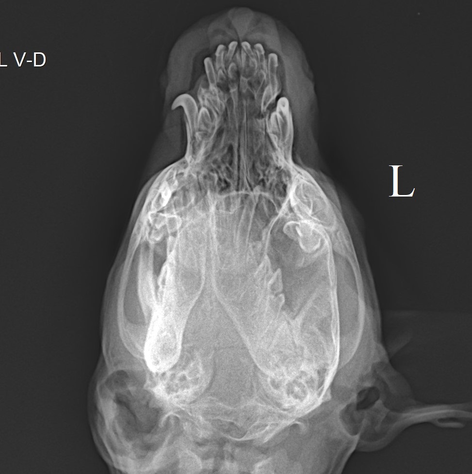 рентгенологическое исследование верхней челюсти щенка хаски