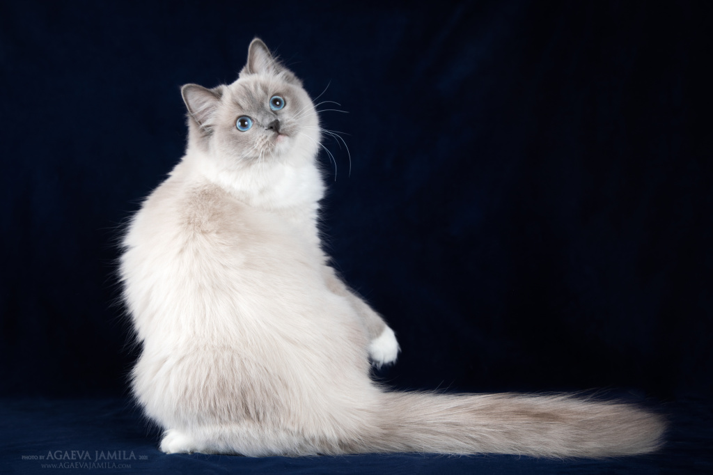 Стерилизованная Кошка Снова Просит Кота | Статьи Ветклиники Василёк
