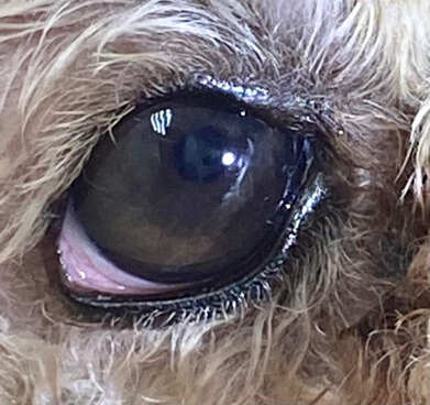 Искусственный хрусталик у собаки после хирургии катаракты