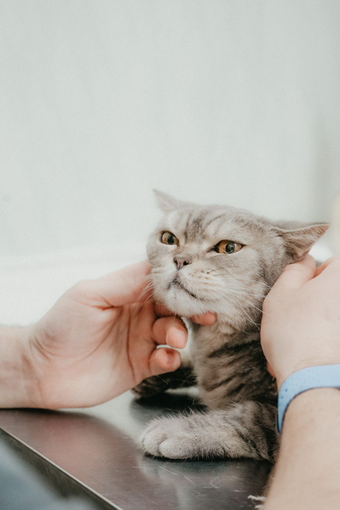 Сколько живут кошки с вирусным перитонитом, симптомы и лечение кошек