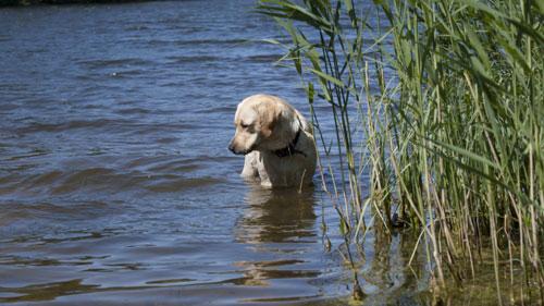 dog-in-water.jpg