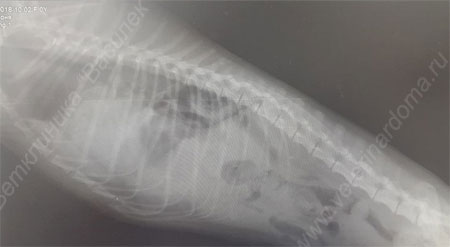 Грыжа у собаки: рентген