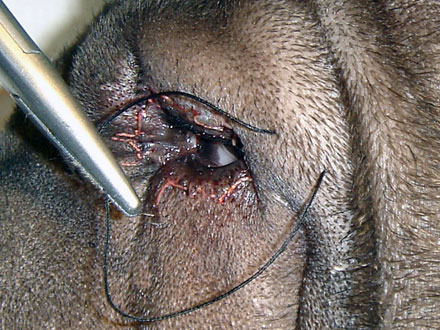 Офтальмология для собак: пластика век