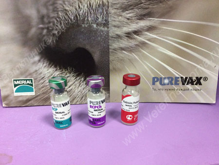 Аллергия на вакцинацию у собак и кошек