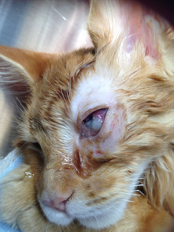 Кератомаляция левого глаза у котенка мейн-кун