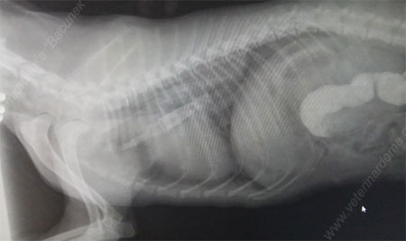 Наши пациенты: Пластика диафрагмальной грыжи у собаки