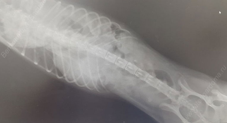 Рентгенограмма грудной и брюшной полостей собаки с грыжей