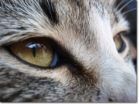 Роговица глаза кошки