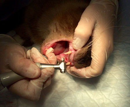 Ветеринарная стоматология: уход, лечение зубов собаке