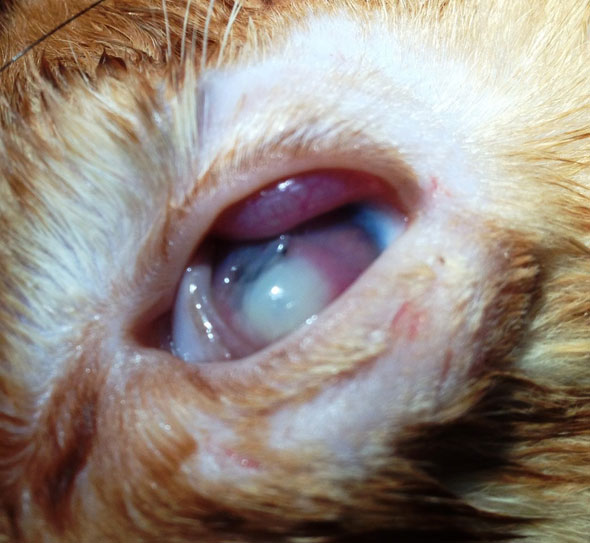 Лечение прободения роговицы глаза кота