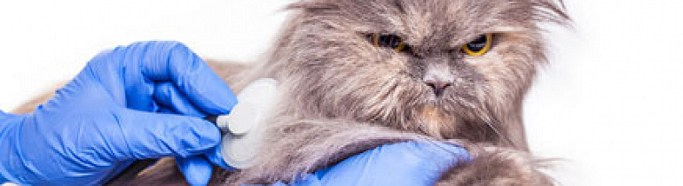 Виды стерилизации кошек: рекомендует ветеринар