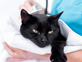 Прививки кошкам и котятам: Вакцинация котят и кошек