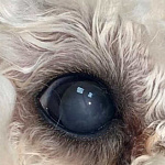 Удаление катаракты у собаки