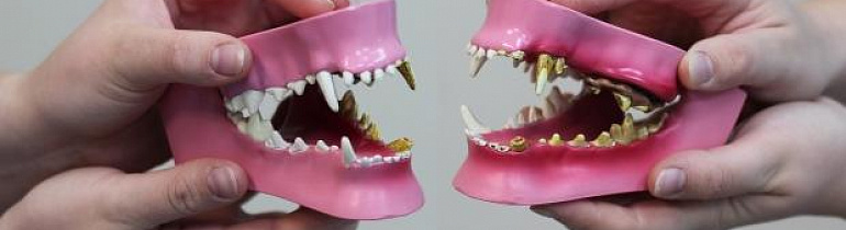 Проблемы с зубами у собак мелких пород