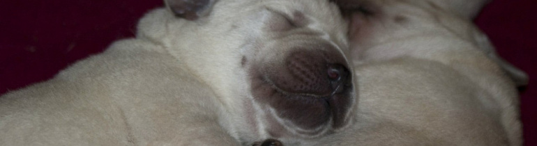 Новорожденный щенок опух глаз thumbnail